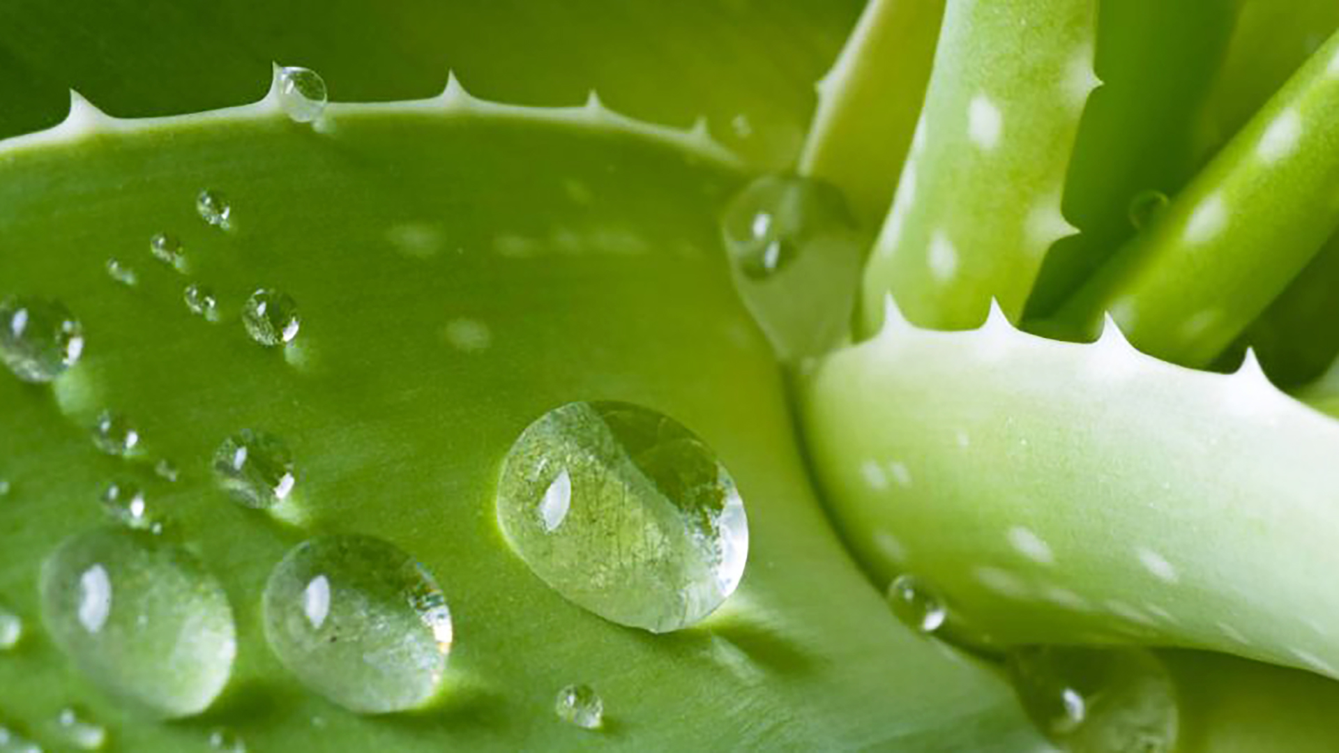 ChiVa ed i suoi ingredienti: Aloe Vera