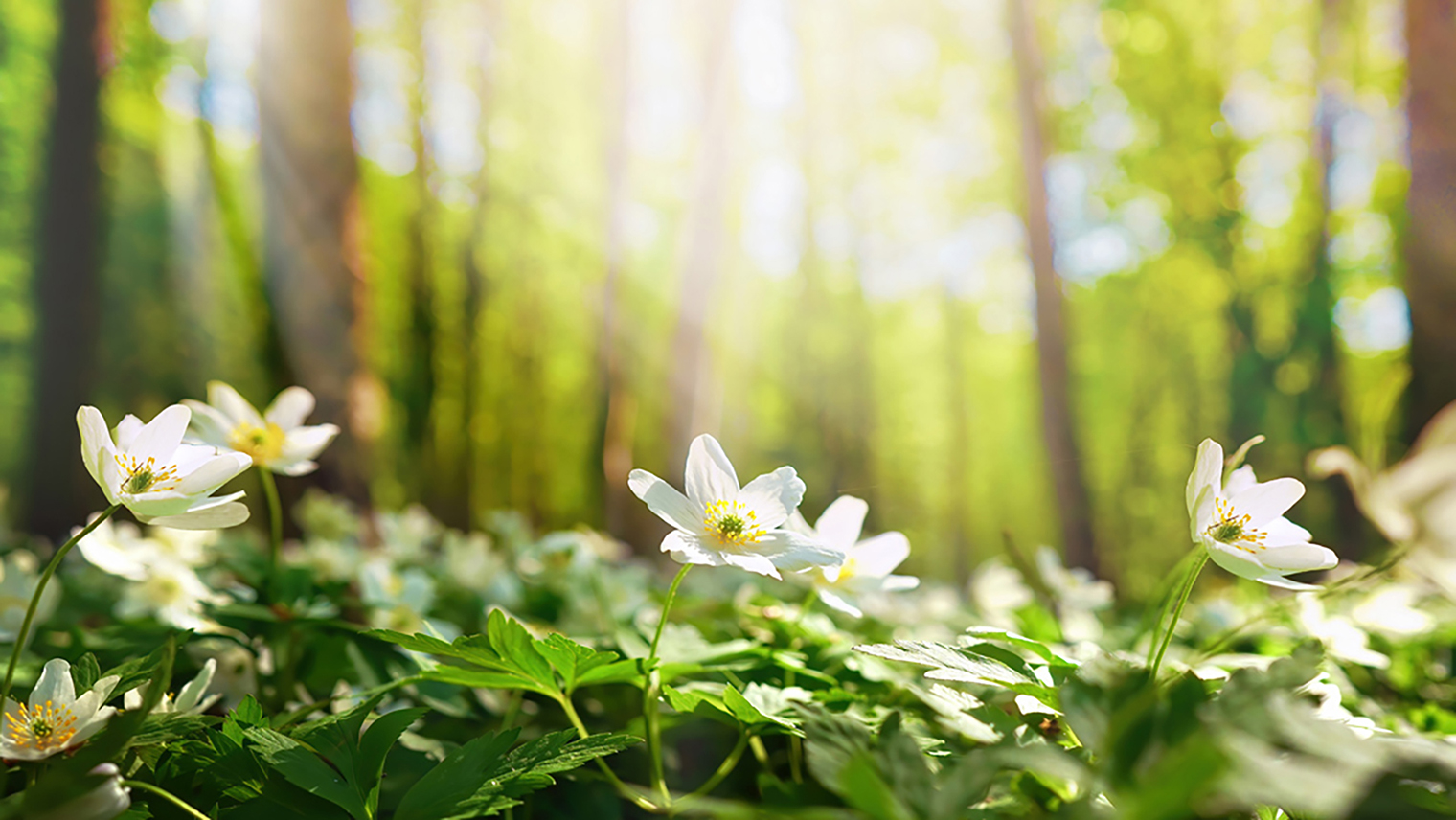 Primavera e Benessere