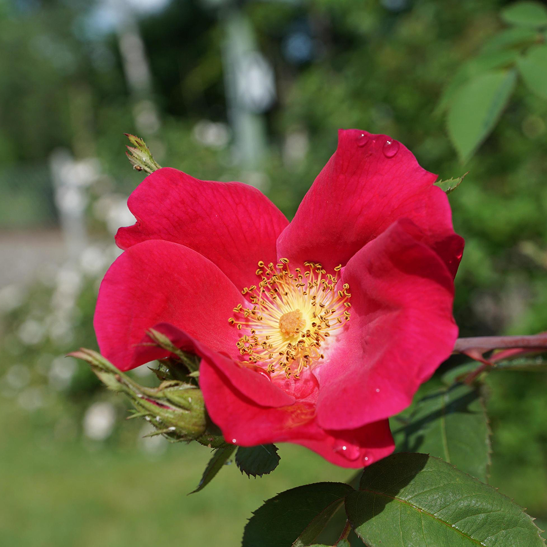 CHIVA ED I SUOI INGREDIENTI: LA ROSA CANINA