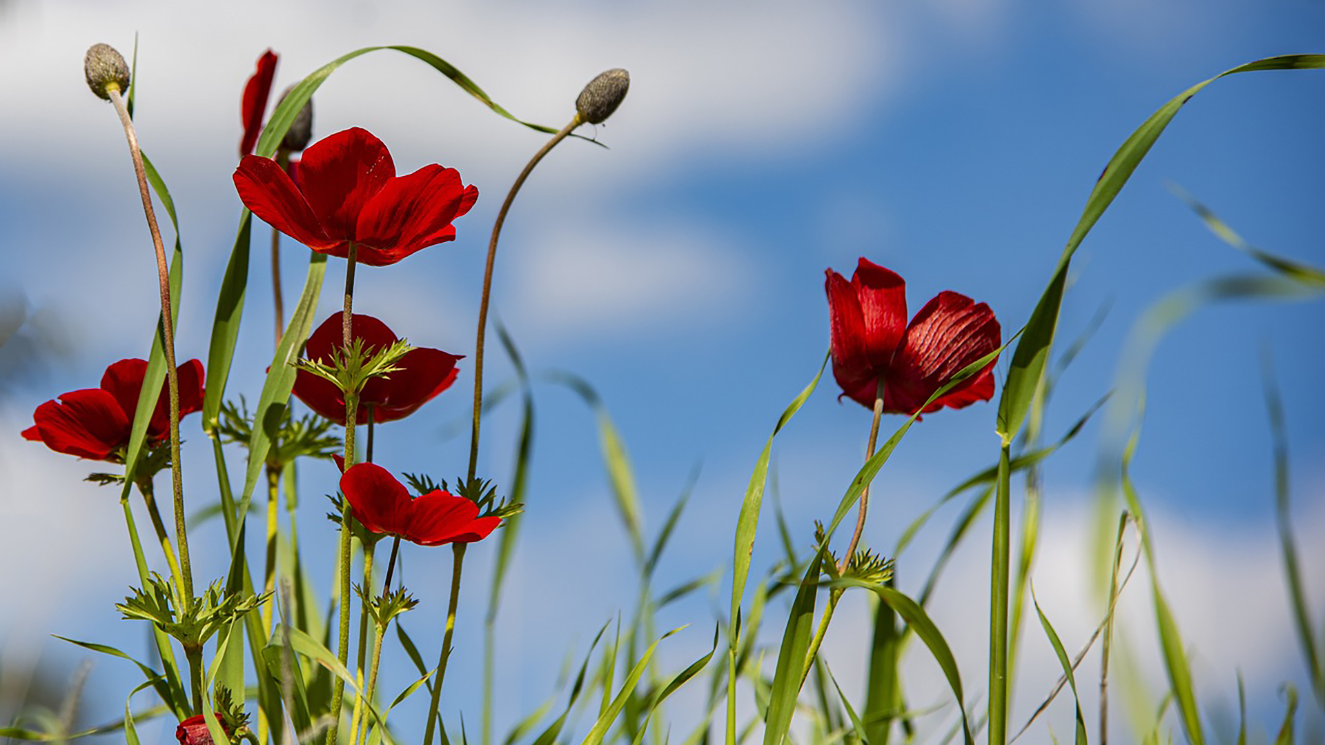 PRIMAVERA … VIA AL DETOX PELLE!